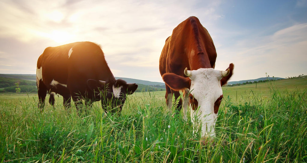 Cows grazing in a grass field.
