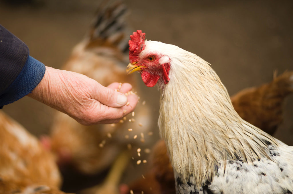 Chicken being fed grain by hand